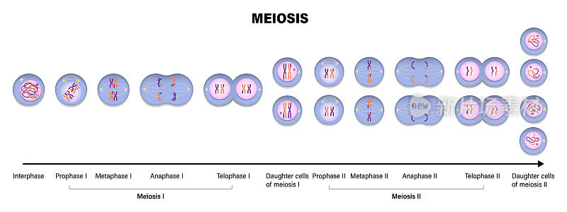 Meiosis. Meiotic division of an animal cell. Prophase, Metaphase, Anaphase, and Telophase.